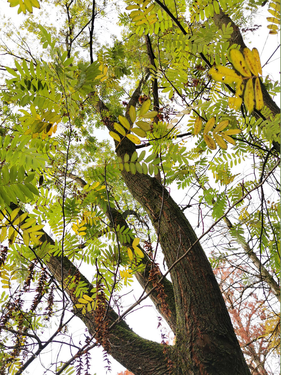 Pterocarya stenopthera - Chinese Wingnut - Jurassicplants Nurseries