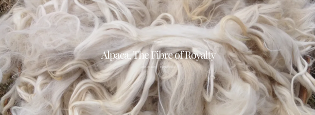 Alpaca, the fiber of royalty