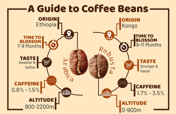 Arabica vs Robusta Coffee Beans