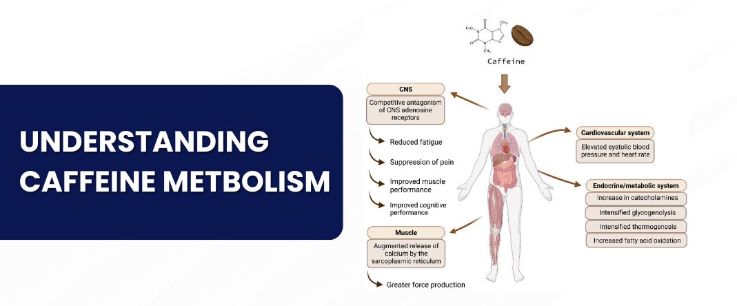 Understanding Caffeine Metabolism