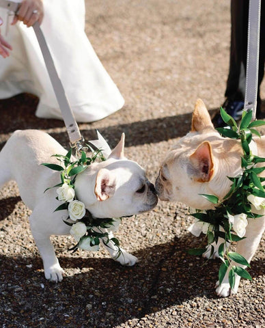 Two dogs at wedding