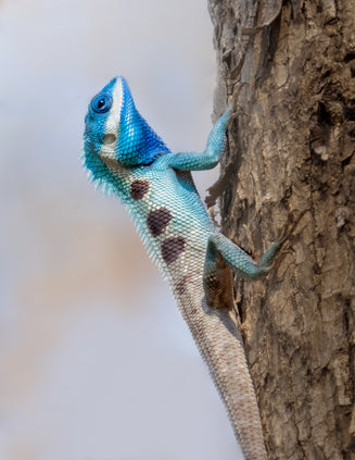 A Indochinese Forest Lizard.