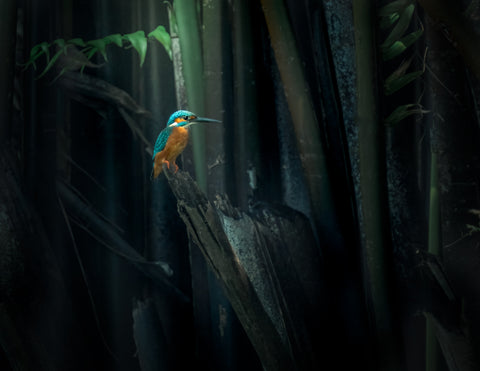 Image of Common Kingfisher