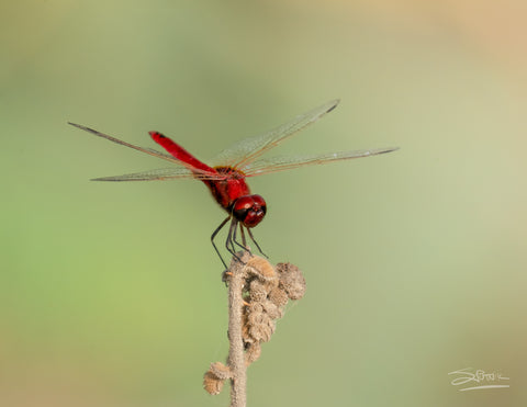 Image of red dragonfly