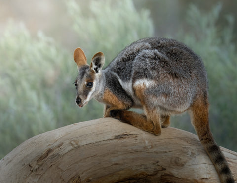 Image of Rock Wallaby