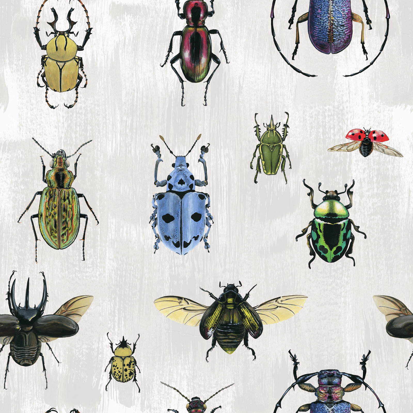 Insect Wallpapers (60+ pictures)