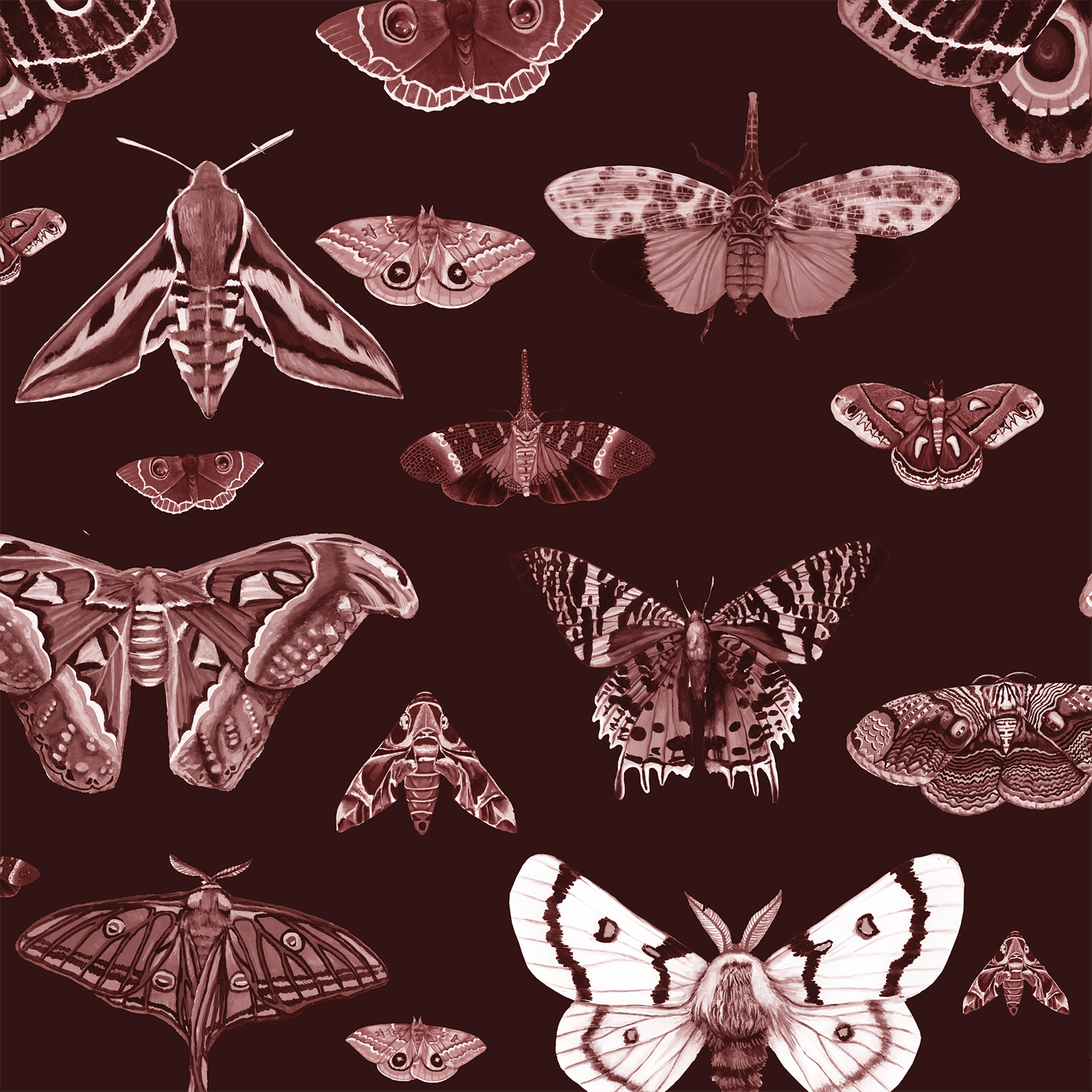 Moth Wallpaper  Australian Vintage Wallpaper  Milton  King