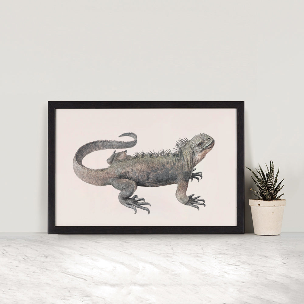 Marine Iguana – Ben Rothery