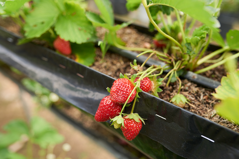 planting Strawberry in a raised bed garden