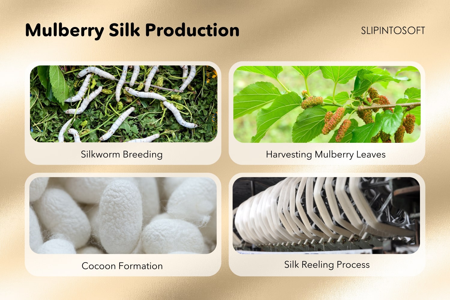 Mulberry Silk Production