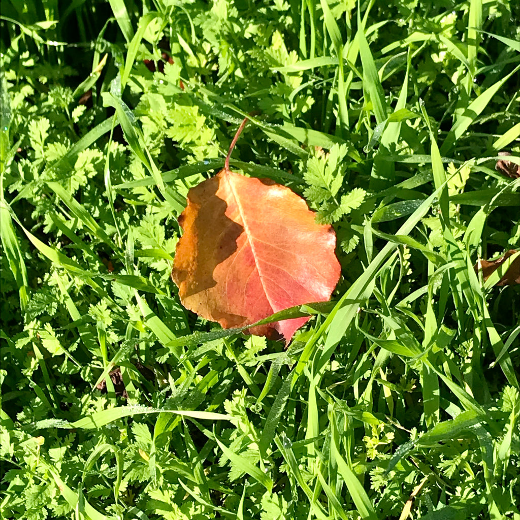 An orange leaf on green grass