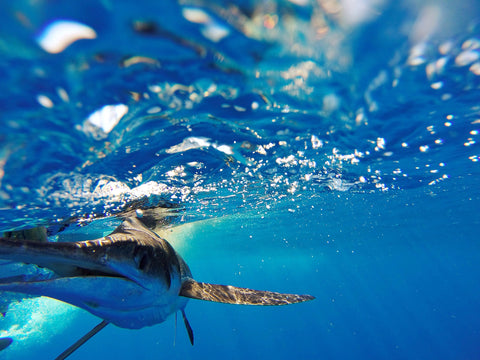 white marlin alongside boat