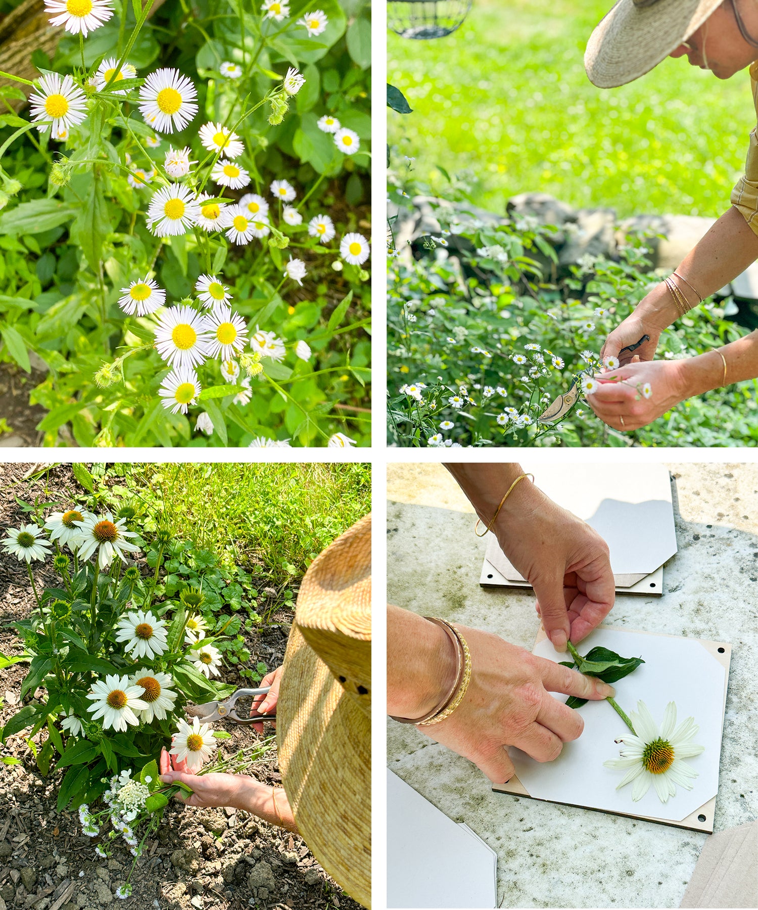 Caroline's Tips For Preserving Flowers