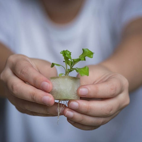 VegeBox Kitchen Indoor Hydroponic Garden seedling