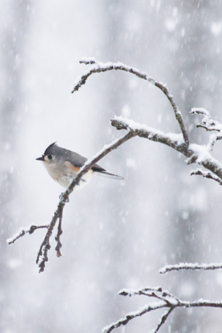 A small bird with a gray back, white underside, and a black cap perched on a snowy branch with snowflakes falling around it, creating a serene winter scene.