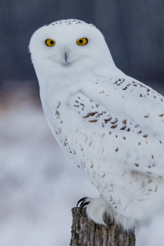 a snowy owl perched on a wooden post against a blurred snowy background.