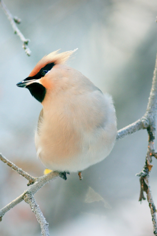 A Bohemian waxwing bird with a distinctive crested head, black mask, and pale beige plumage, perched delicately on a frost-covered branch in a soft, diffused light setting. | Hats for animal watching. | Heat Holders®