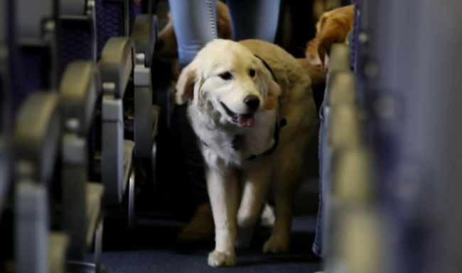 Tips for traveling with pets