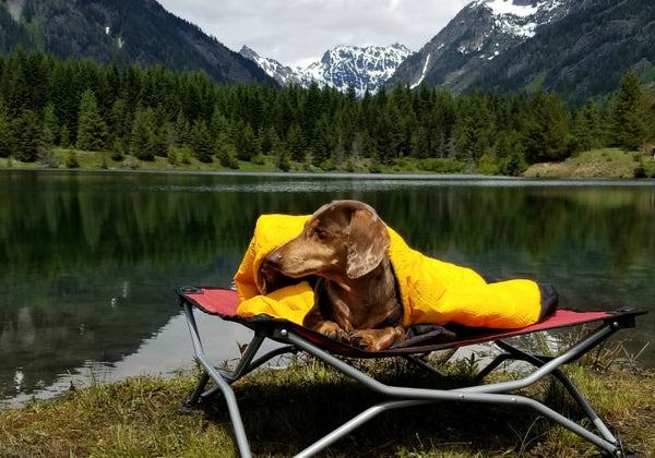 Where Do Dogs Sleep When Camping?