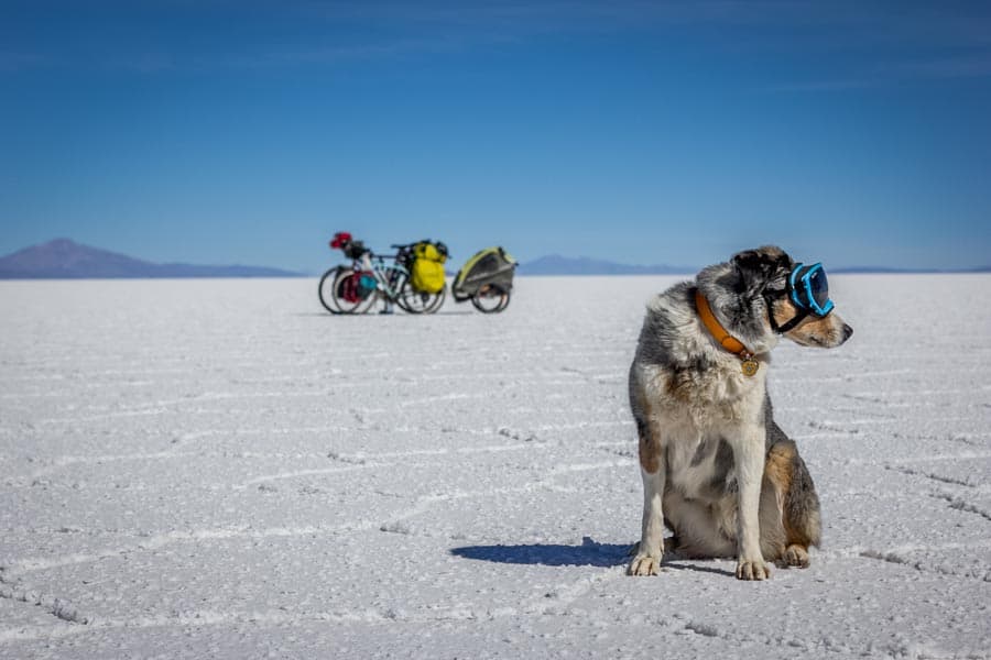 Vacaciones asequibles para llevar con su mascota