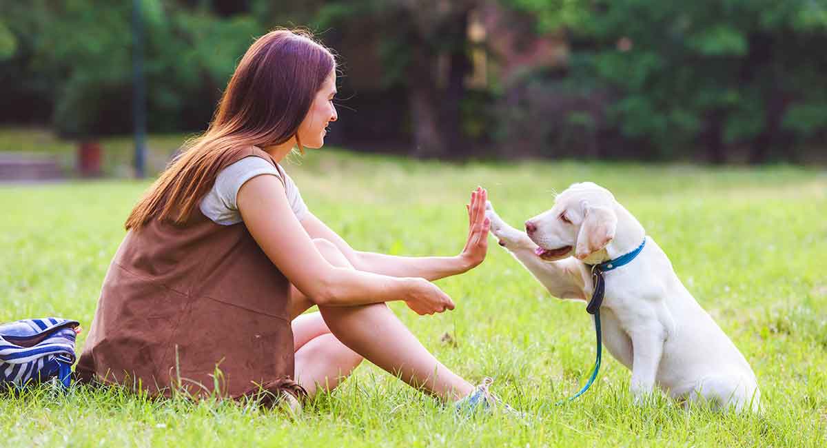 Common Mistakes to Avoid When Traveling with Pets