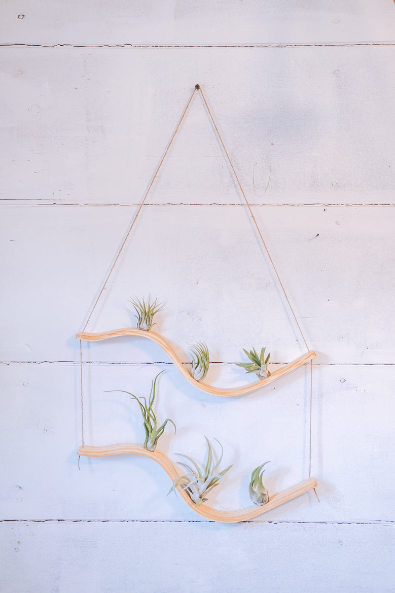 Hanging Triangles x3 Air Plant Hanger – Wildly Urban