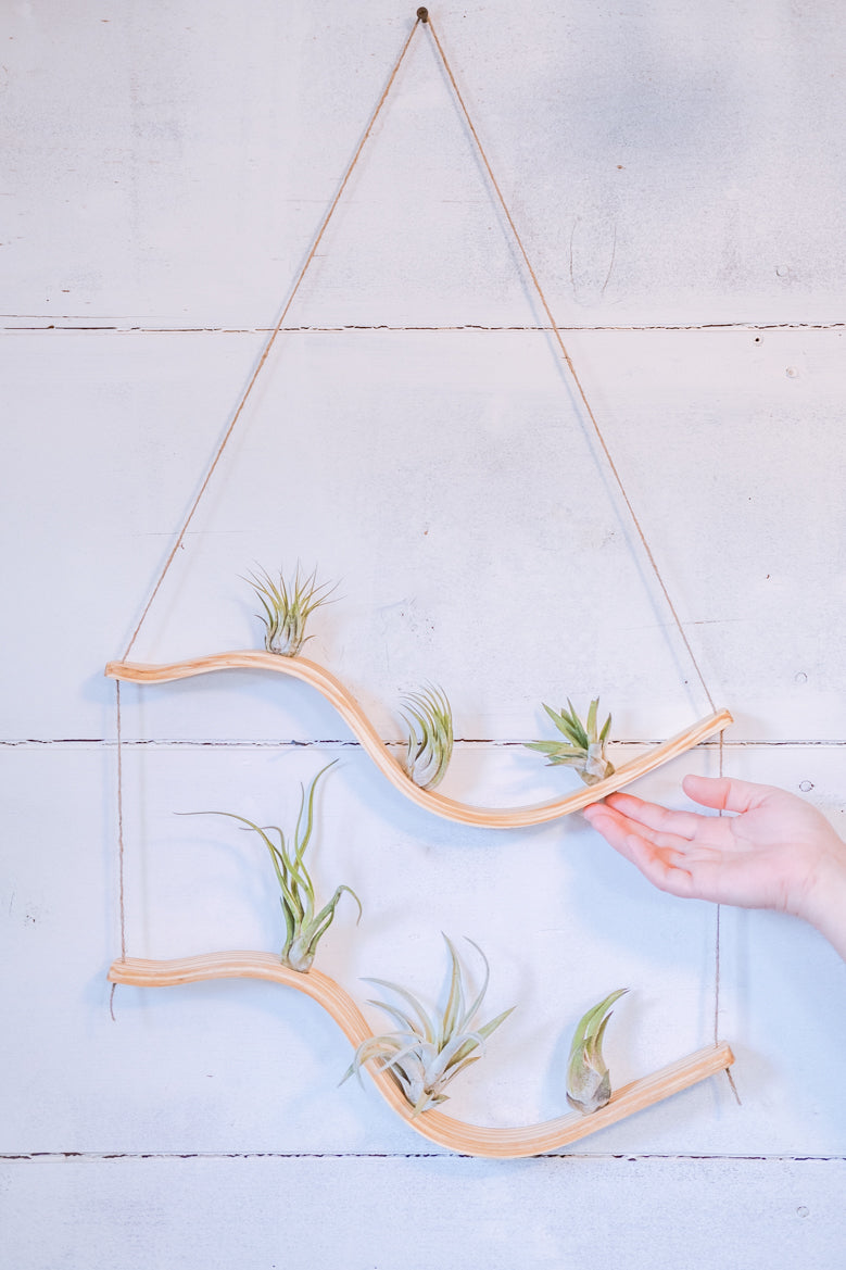 Hanging Triangles x2 Air Plant Hanger – Wildly Urban