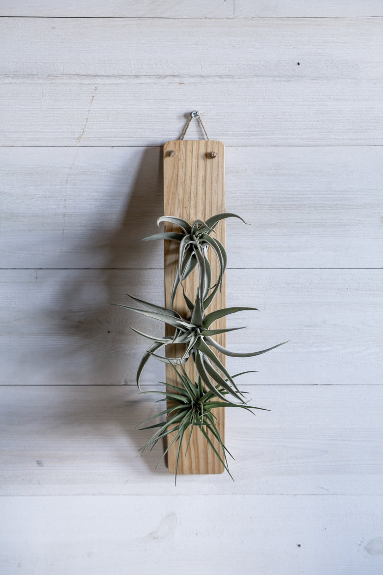 Hanging Triangles x2 Air Plant Hanger – Wildly Urban