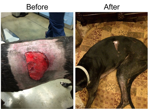 Before and after image showing the results of red light therapy on a dog's wound