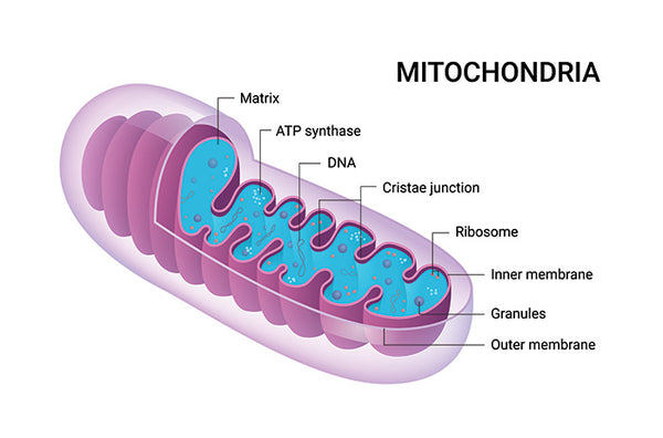 Inside the Mitochondria