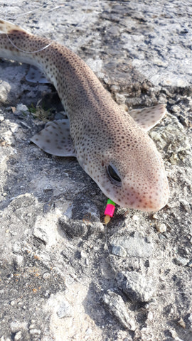 Dogfish. Best match fishing attractors 