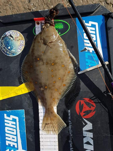 Plaice caught on lungworm and moonglow neon attractor 