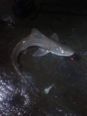 Smoothound caught on anglesey. Moonglow lumi pink 