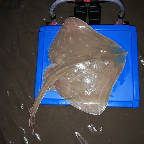 Small eyed ray fishing. Where to catch small eyed ray? Sea fishing anglesey. Caught on MOONGLOW 6mm lumi green attractors 
