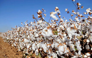 Where does Cotton come from how is cotton fabric made