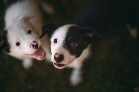 dog safe disinfectant