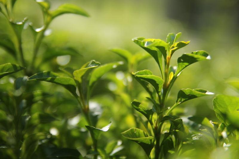 Tea Plant and Summer Tea