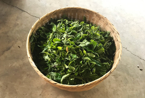 Mansa Handcrafted Aged Tea | Our tea leaves are handpicked by farmers