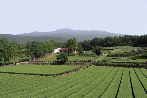 Jeju Tea Plantation