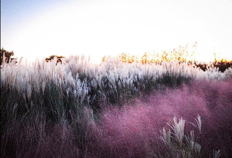 Pink Muhly