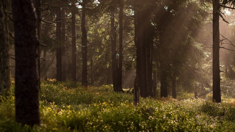 Forest with grass and sunshine