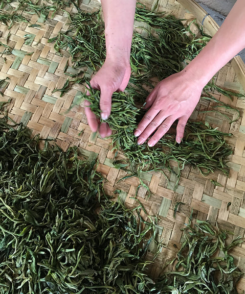 Processing of pu-erh tea, both raw and ripe