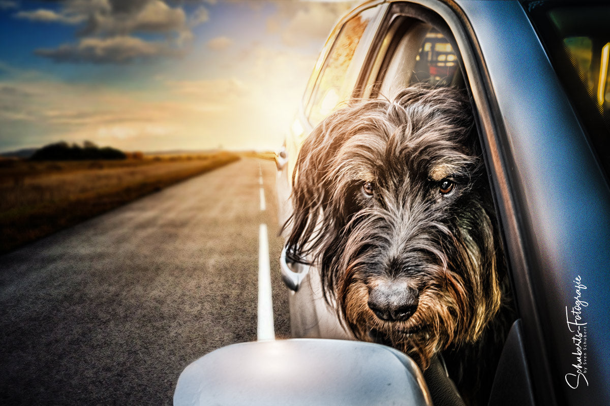 Hunde Fotoshooting Dogs Cars Schuberts Fotografie Store