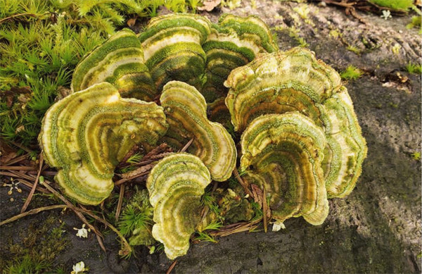 Green Reishi Medicinal Mushroom Trametes Versicolor