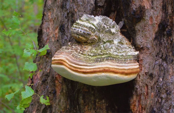 White Reishi Mushroom Agarikon