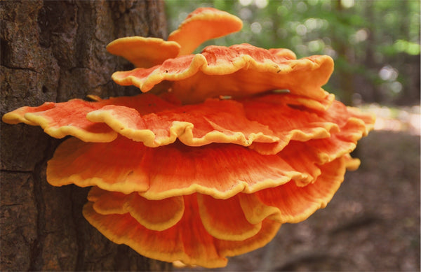 Yellow Reishi Medicinal Mushroom Laetiporus sulphureus