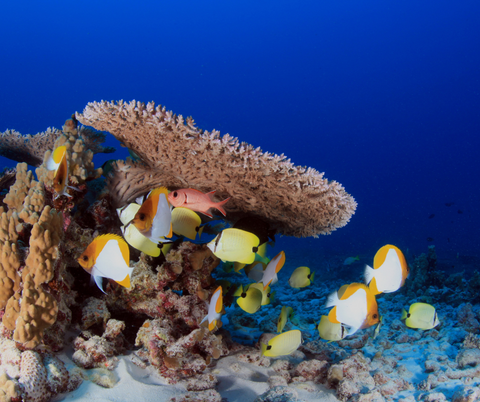 Papahānaumokuākea Marine National Monument