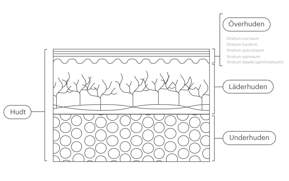 Detta behöver du veta om hudens lager | Gladskin