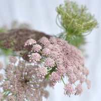 Chocolate Queen Anne's Lace - The Diggers Club