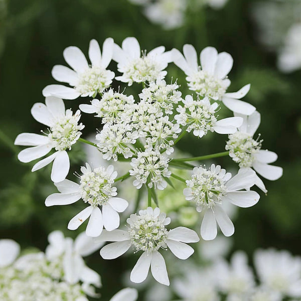 Orlaya 'White Finch Lace' – Susie Ripley Gardening